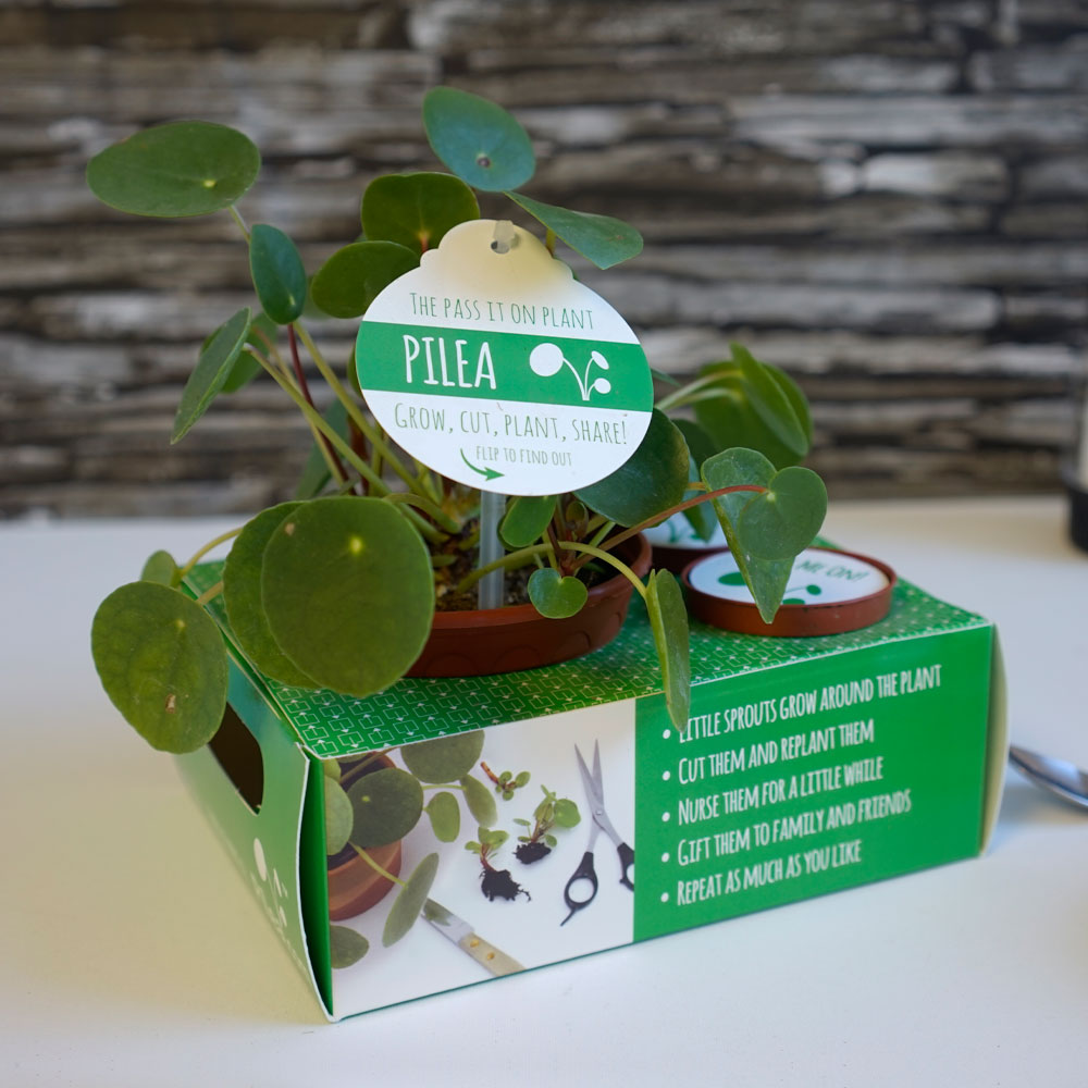 Pilea